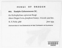Golovinomyces cichoracearum image